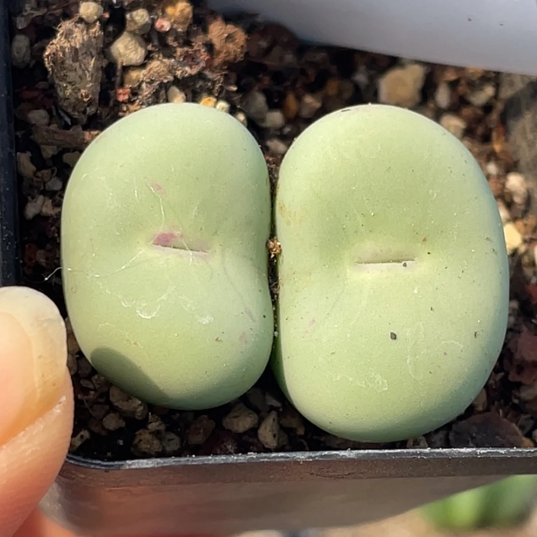 25-31嘴多肉植物肉锥