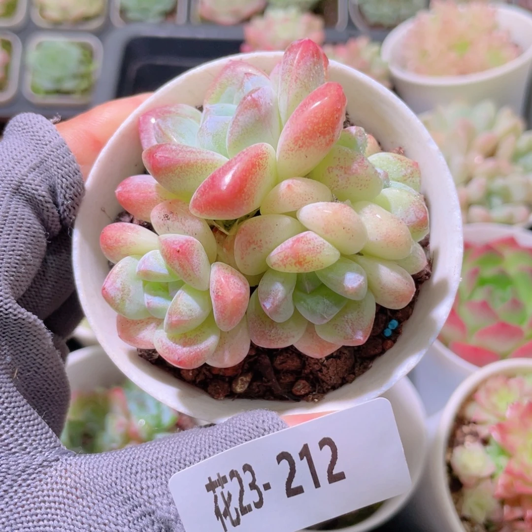 花利美23-212冰玉群