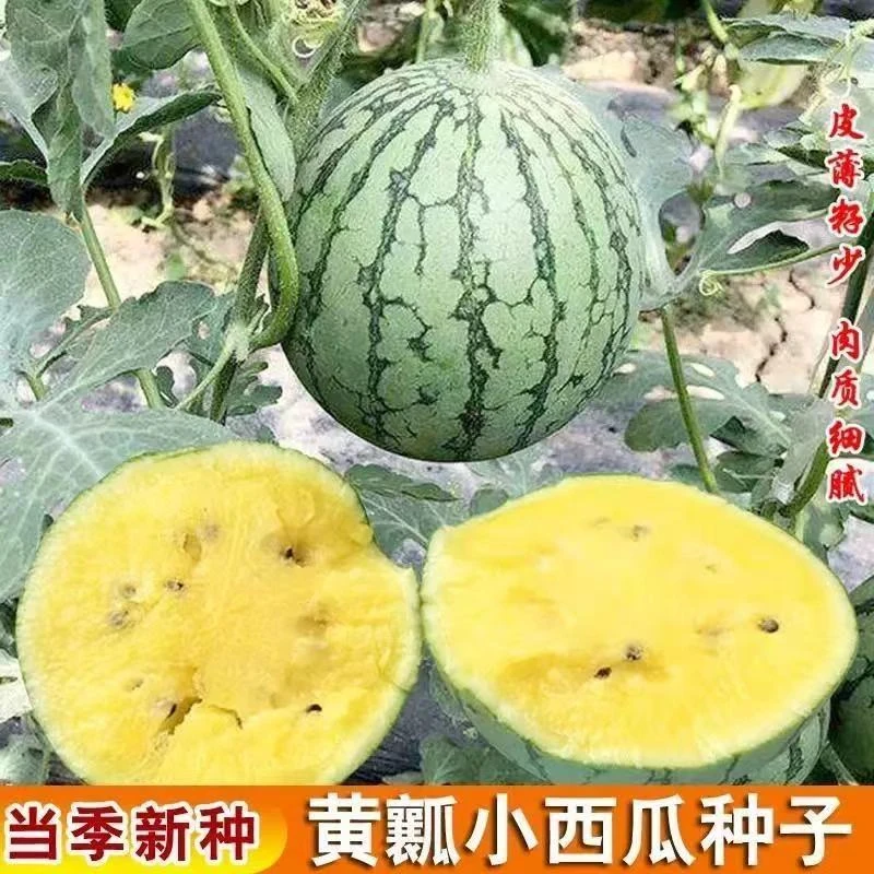 黄金宝西瓜种子黄瓤黄心西瓜种子