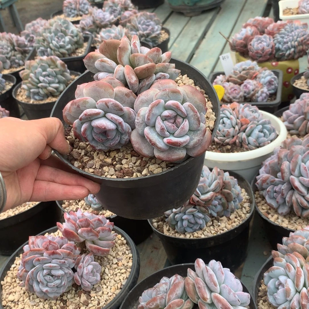 无花朵花花花花花花花花17