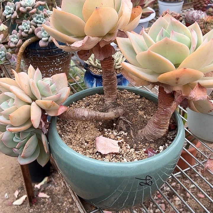 如*令一物一拍多肉白凤