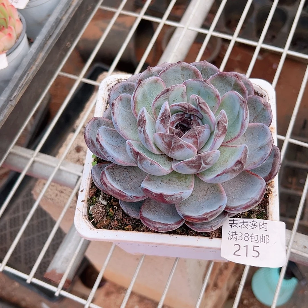 小***）多肉一物一拍植物215