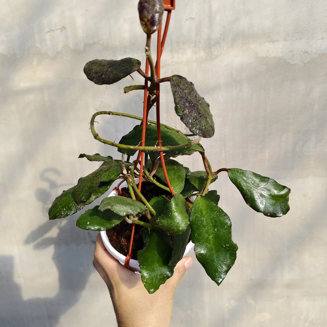 威曼妮（波浪叶）球兰叶片圆润硬实叶缘波浪形可发色开花美艳动人