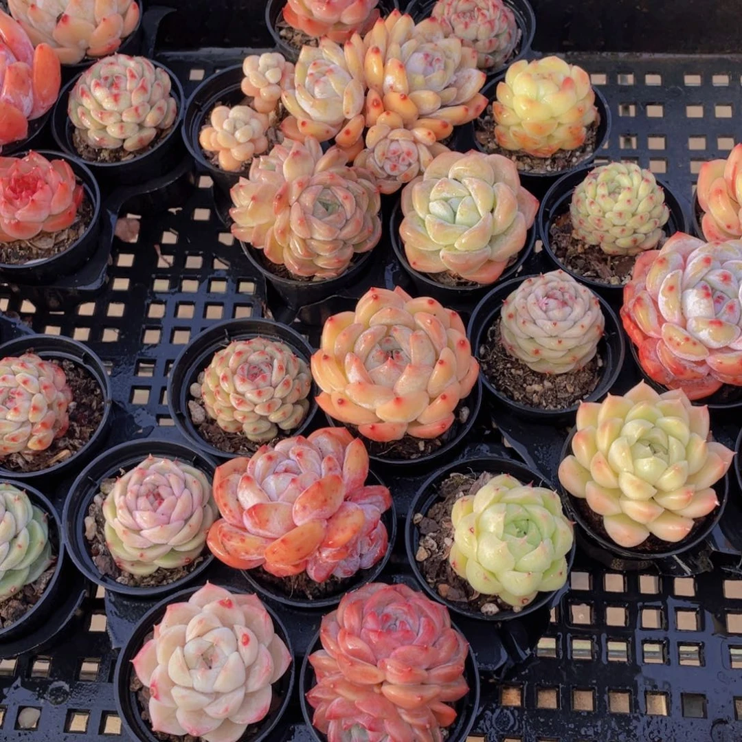 1670号 精品美肉七个