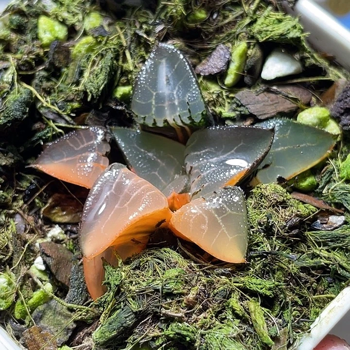 561冰河锦特选福利