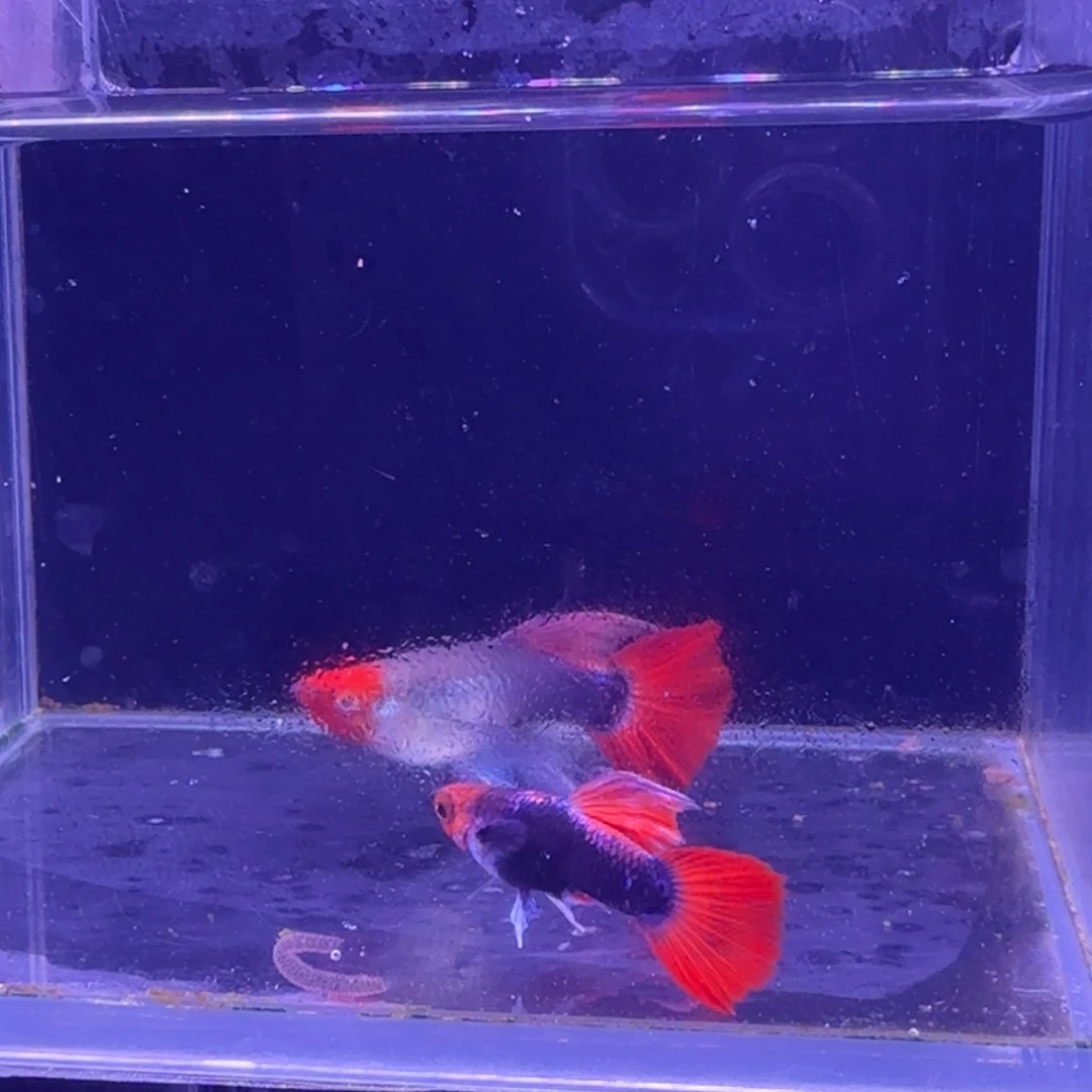 孔雀鱼深海蓝缎带1对