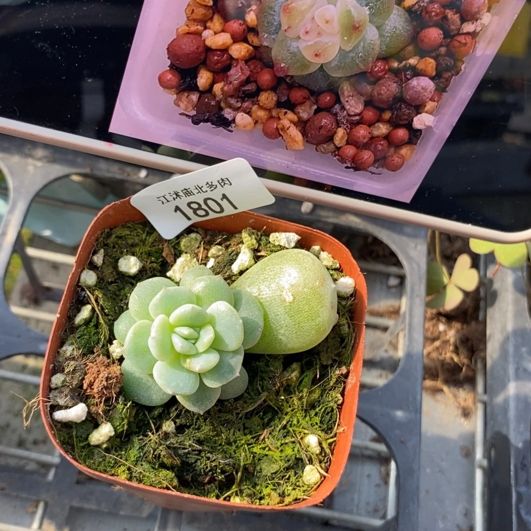 标1801水晶灯一个