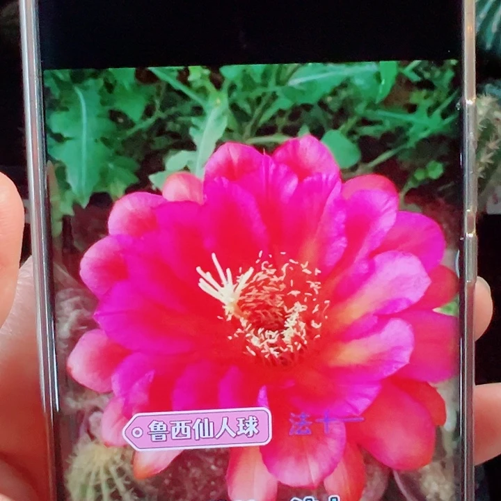 毛花柱法十一侧芽拍一发二