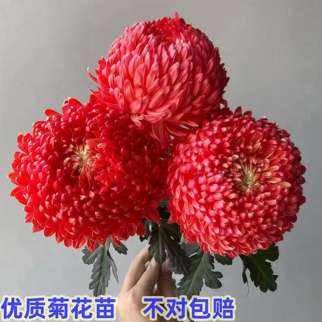 【大红色】菊花苗阳台花卉植物多年生大菊花菊花苗庭院盆栽四季绿植