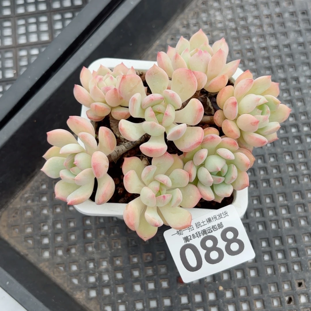 蜜桃格林老桩无盆土发货