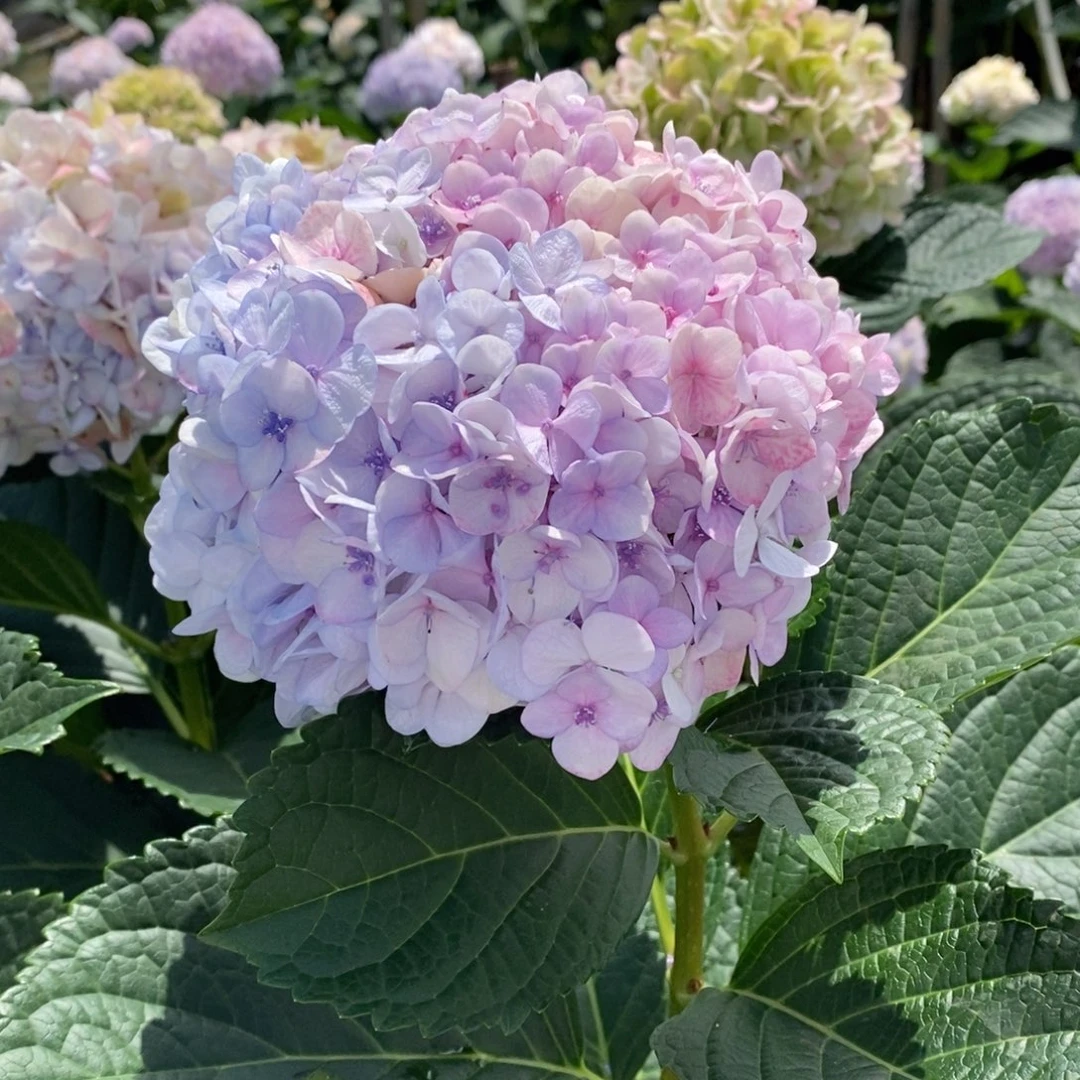6号绣球/有色差介意勿拍/3单冷链包邮/偏远补运费发德邦空运