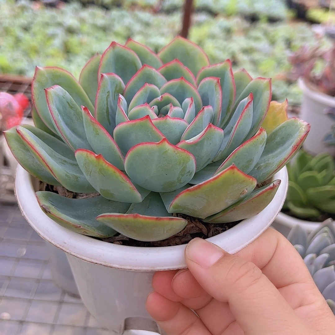 晨露大单头老桩多肉