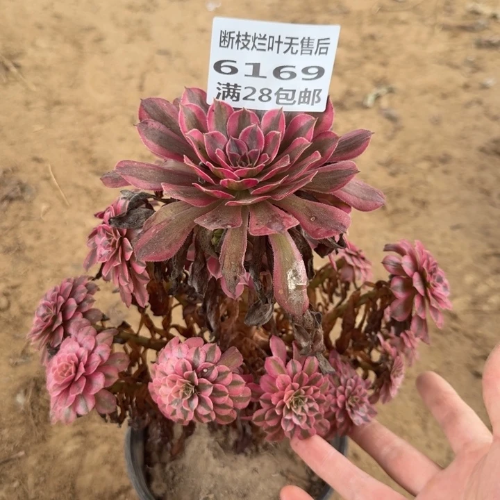 6169二号棚月亮女神A