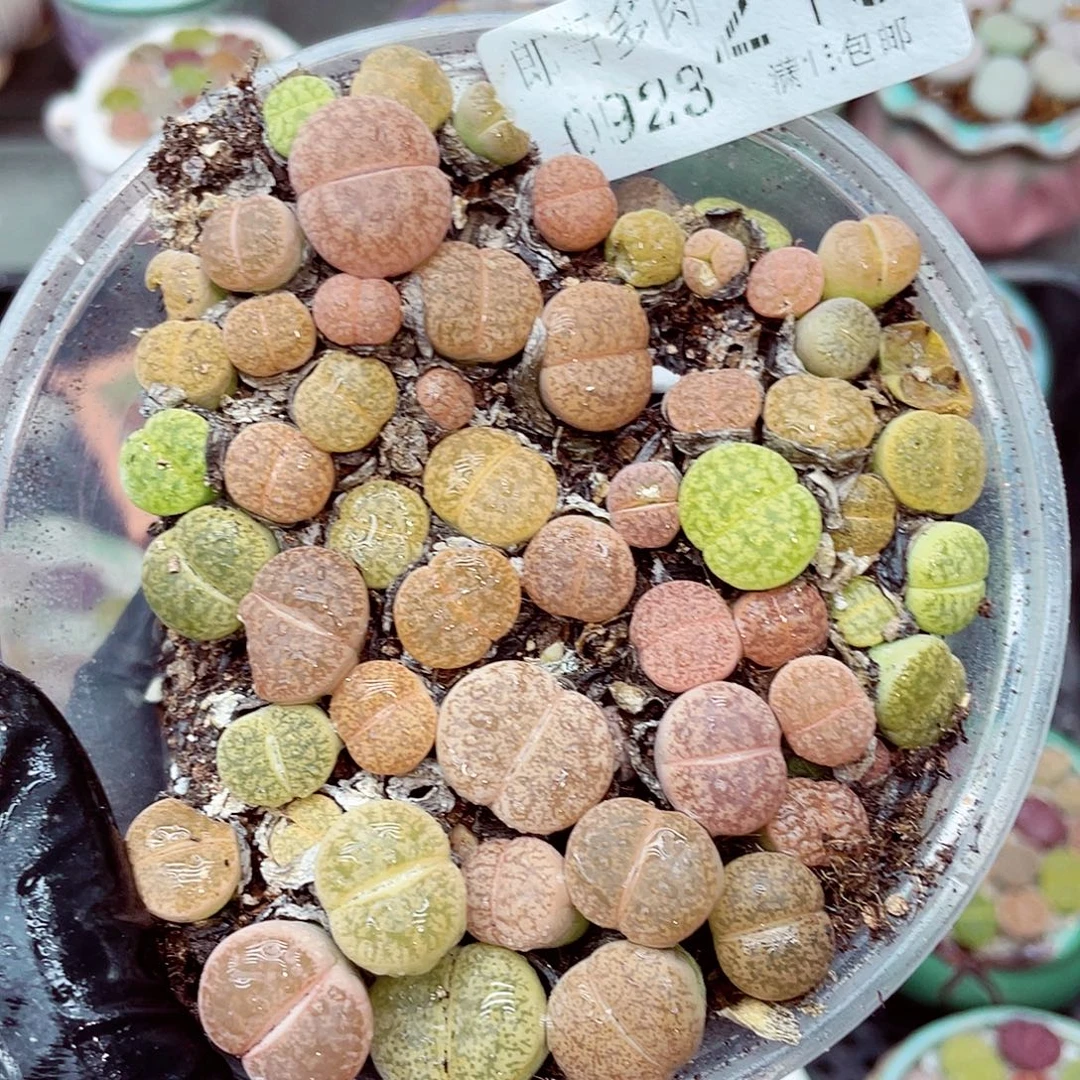 生石花满18包邮0923-210