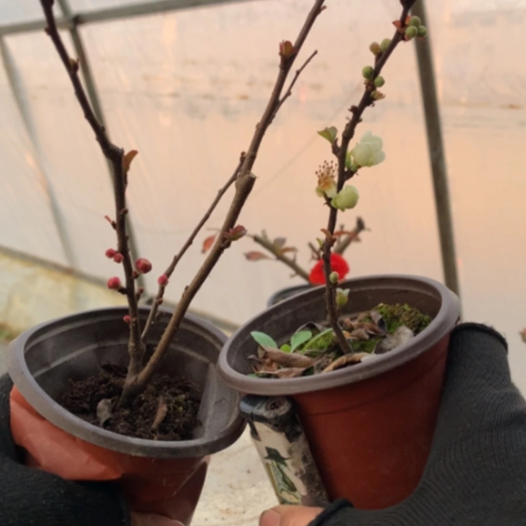 【闪购商品】谷*。福利