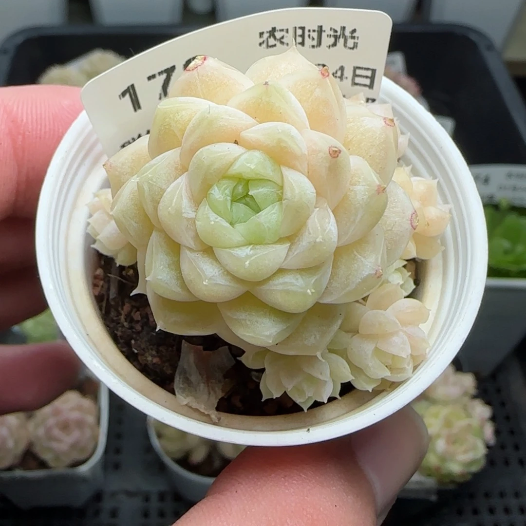 0124-178麦秆包子