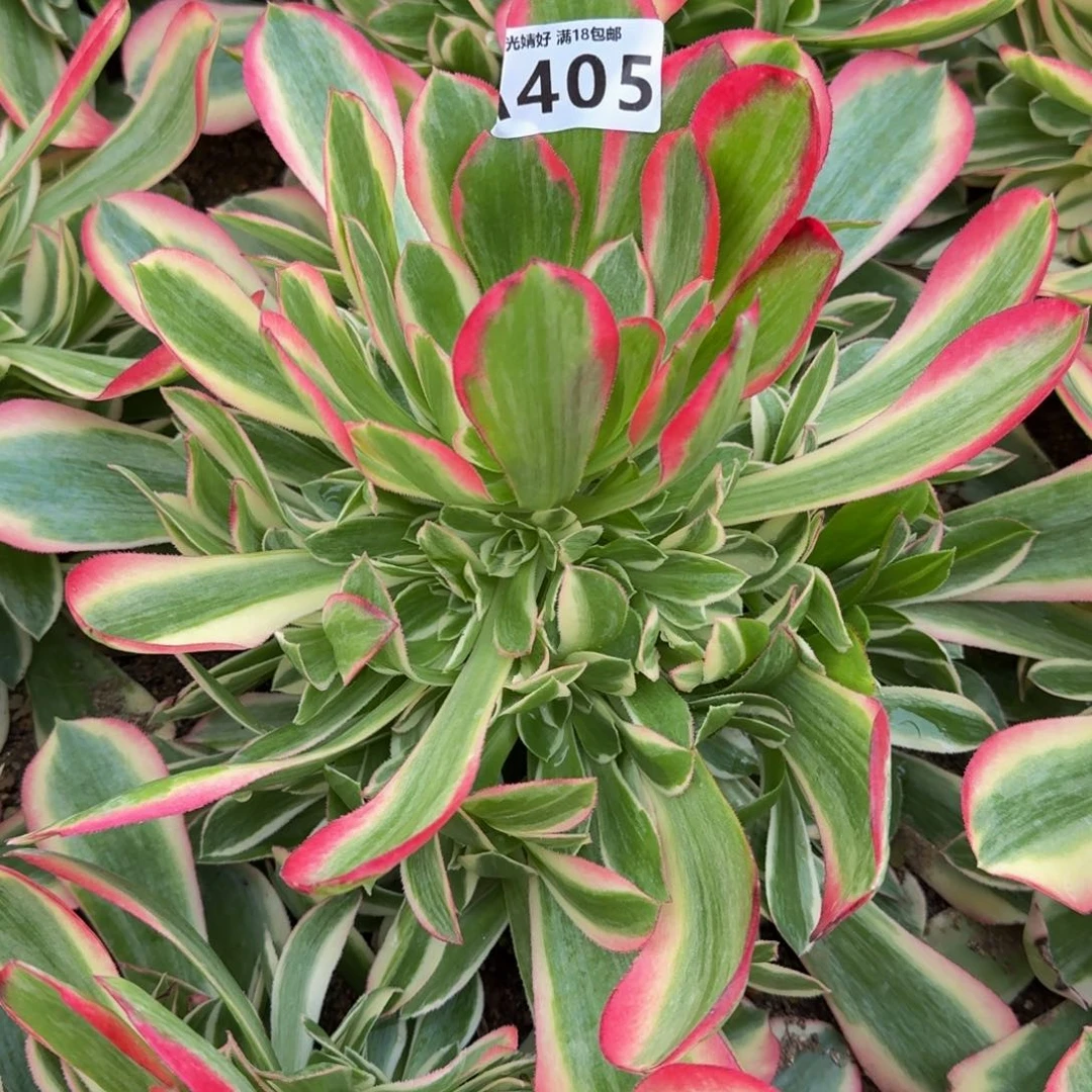 405妖月多肉植物