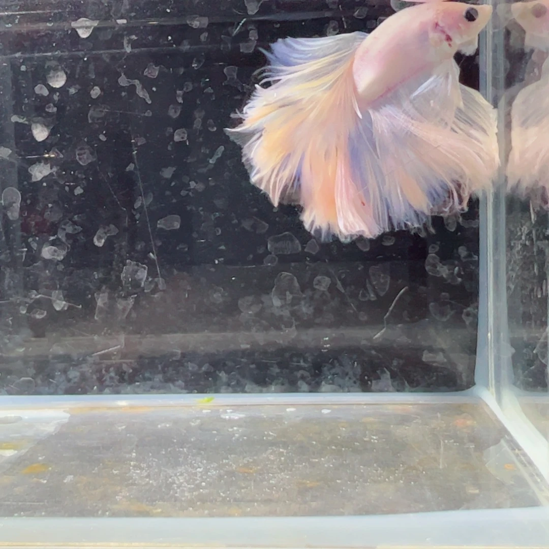 斗鱼浅色仙仙裙特殊尾