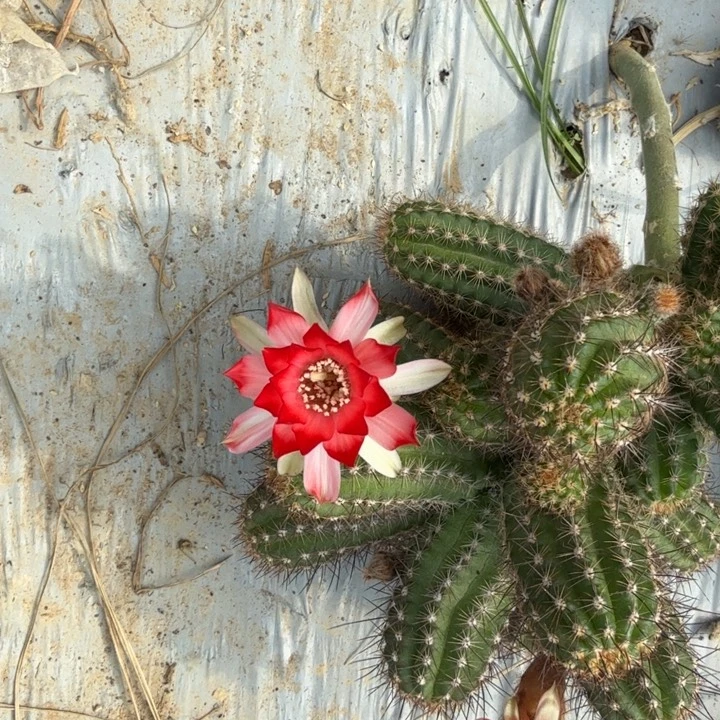 白檀仙人掌552侧芽一个