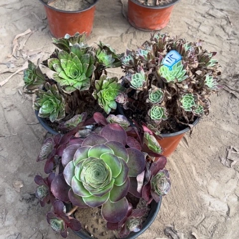 115多肉植物组合，