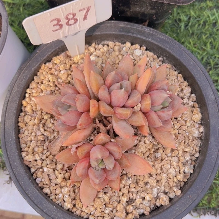 健健康康平平安安