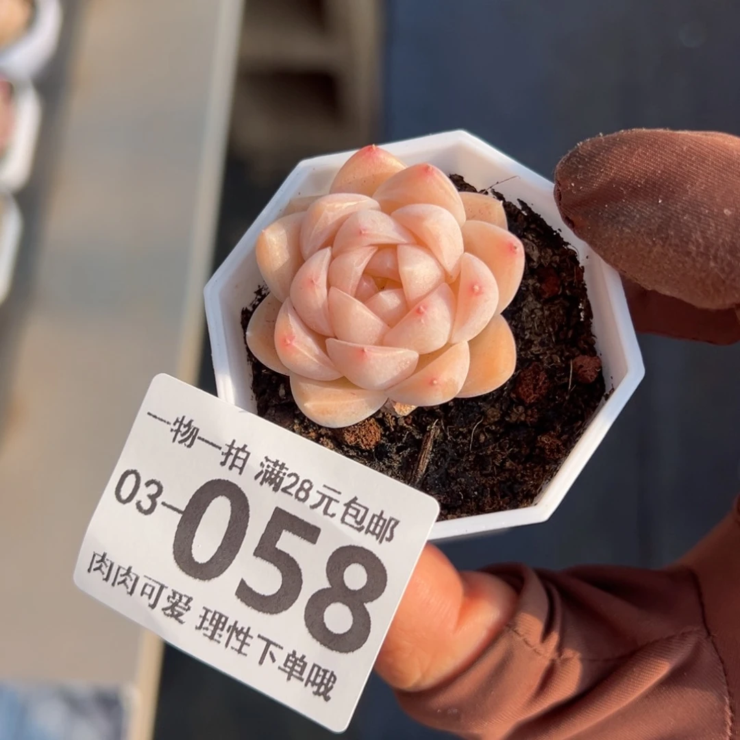 白梦单头多肉单头多肉
