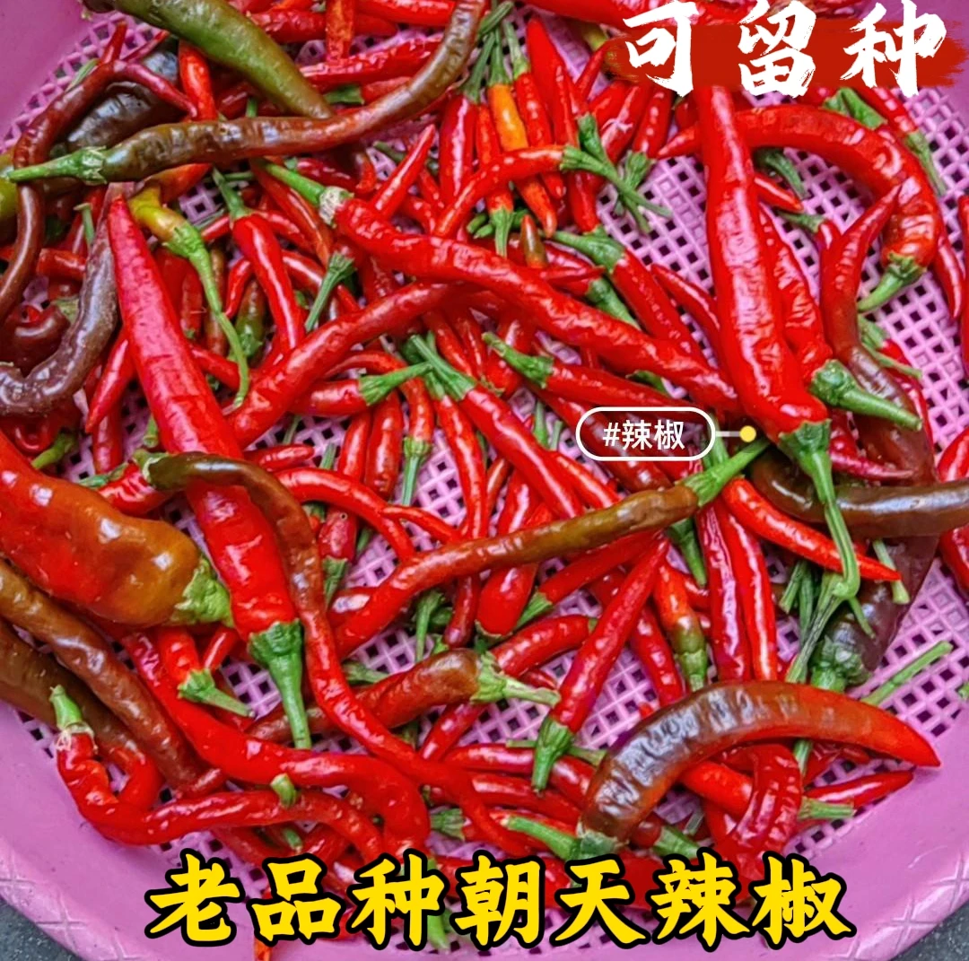老品种朝天辣椒种子 指天椒70粒 可自留种 辣度很高 几十年品种