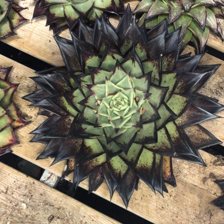 青皮老货大母本漏