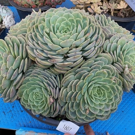 用****5昂斯诺1607多肉