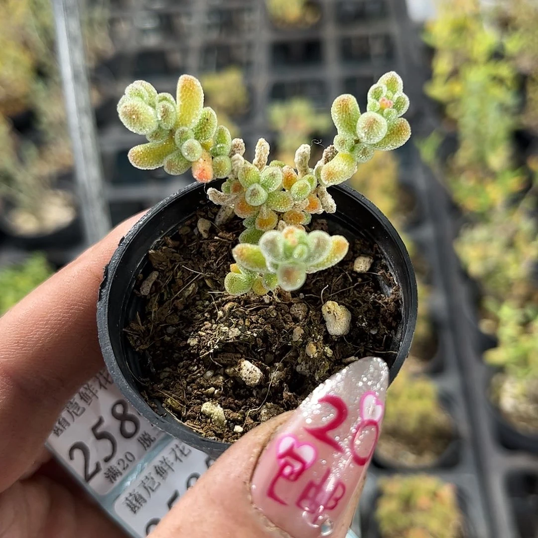 小冰晶枝干番杏带盆发货