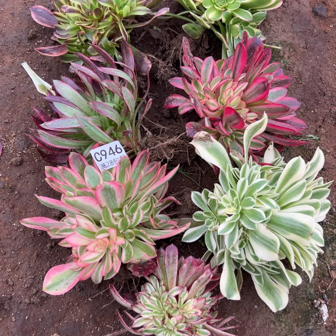 946多肉  7颗