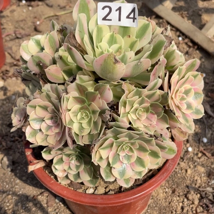 无花朵214多肉植物粉女巫