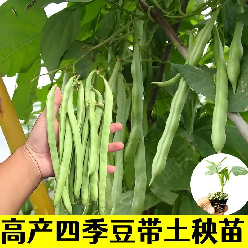 四季豆空心菜秧苗高产压趴架穴盘育苗抗病好种植南瓜尖