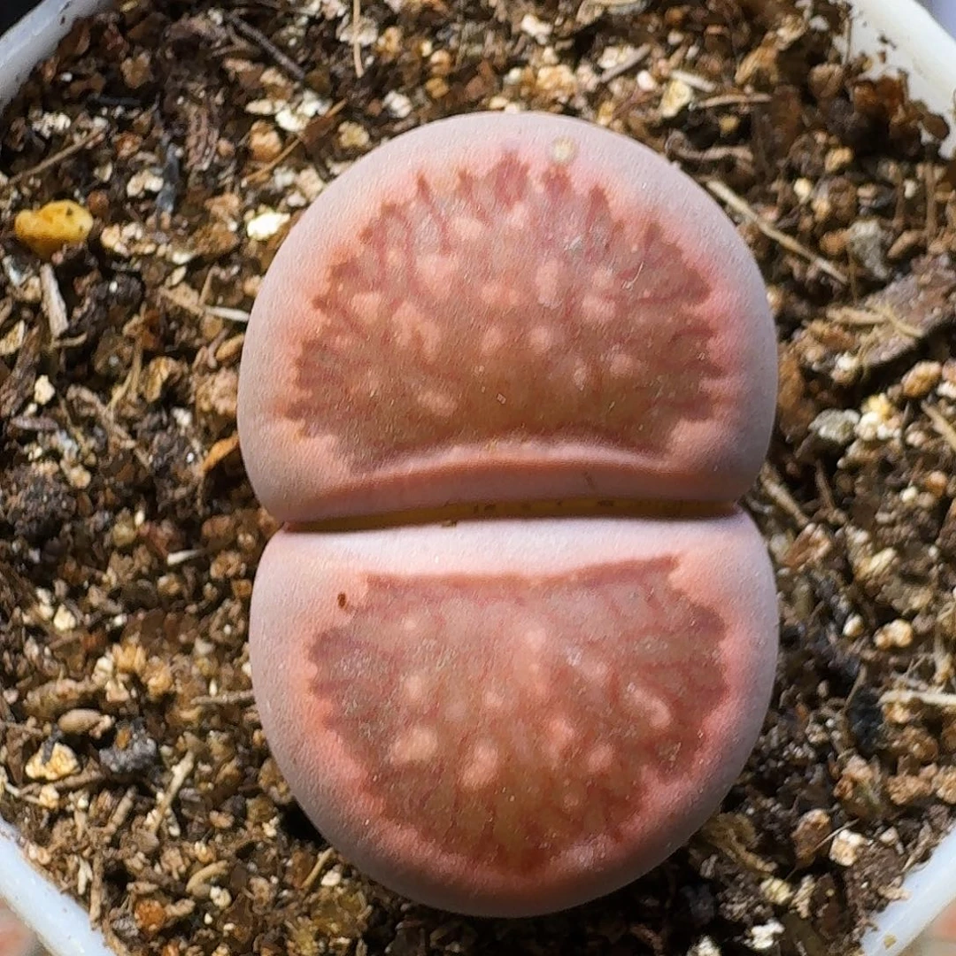 *****生石花111111。   79