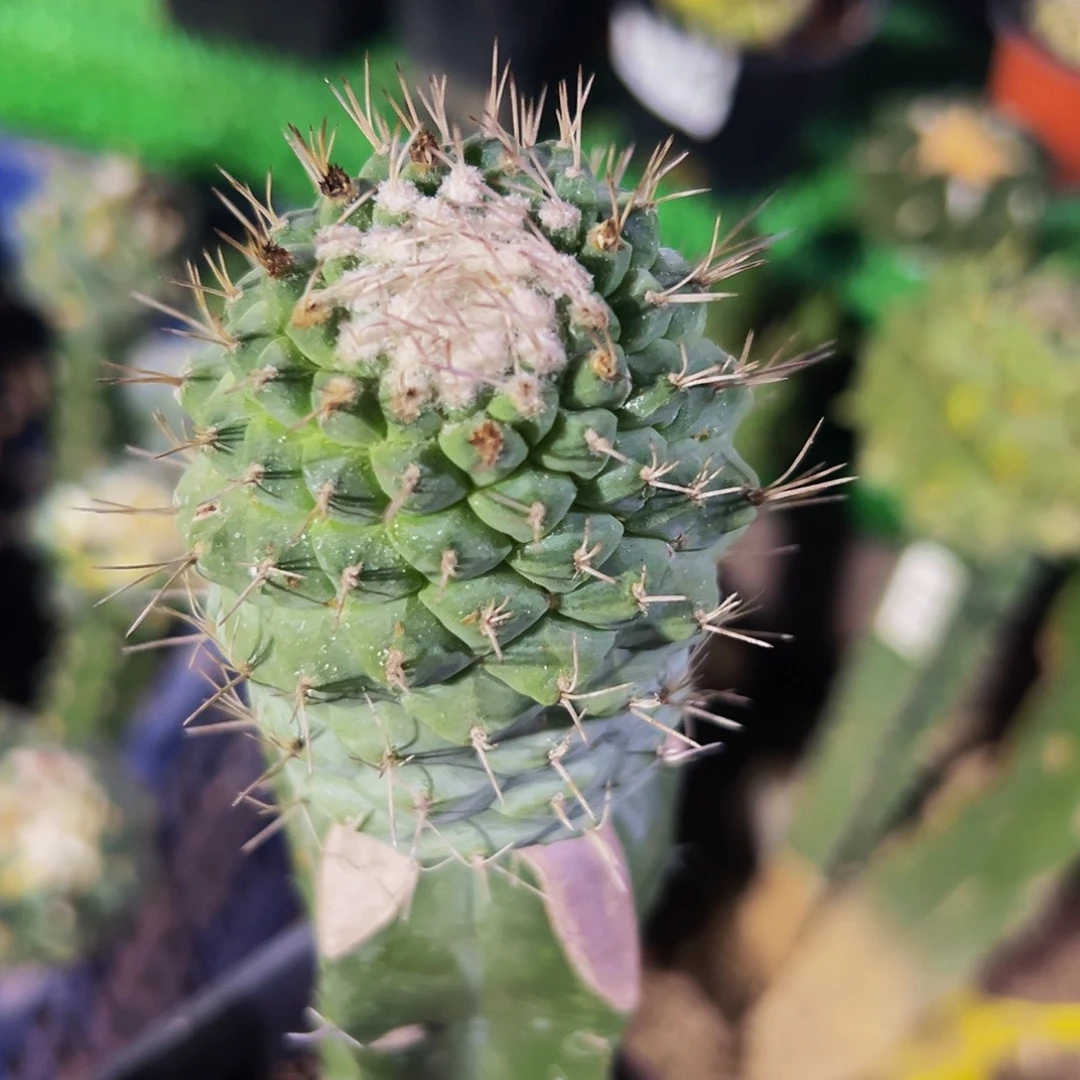 无花朵福利菊水436