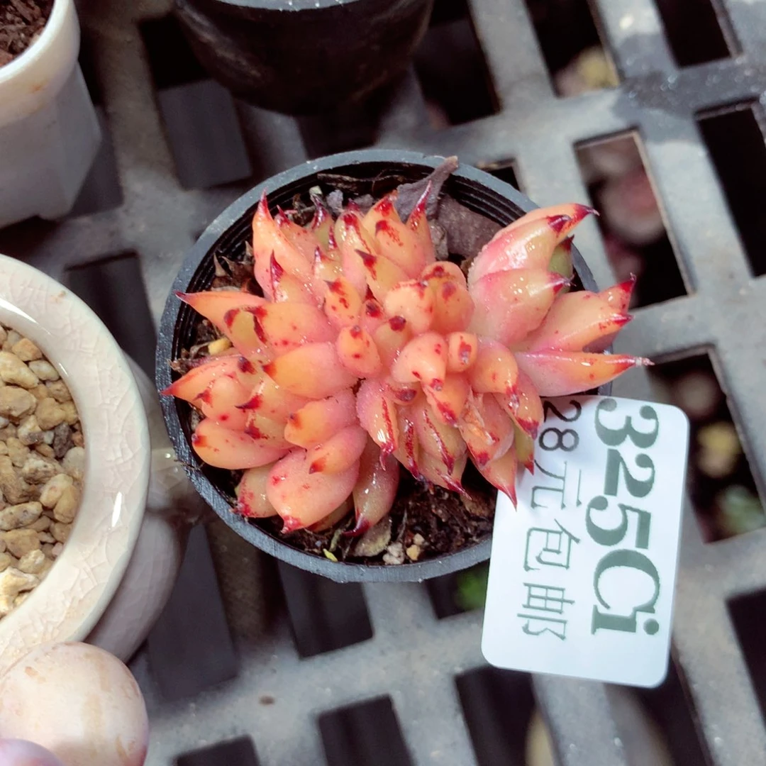 5厘米盆精控多肉325