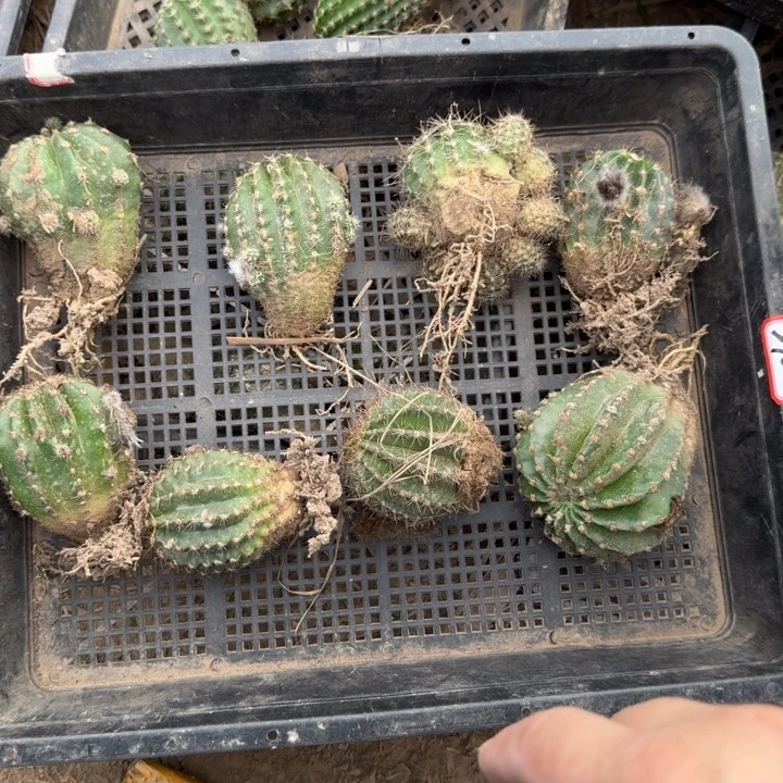 270彩草筐拍掉侧牙无售后斑