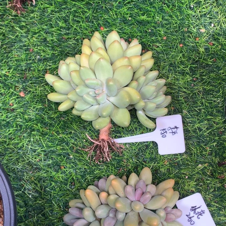 刚果美人老庄发货