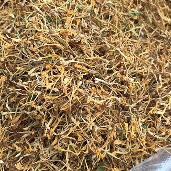 野生金银花中国大陆