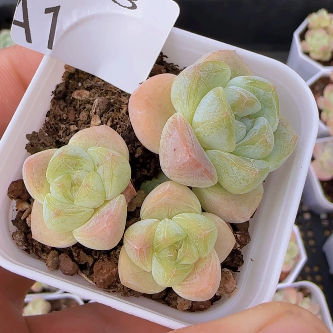 三头糖心冰玉一颗