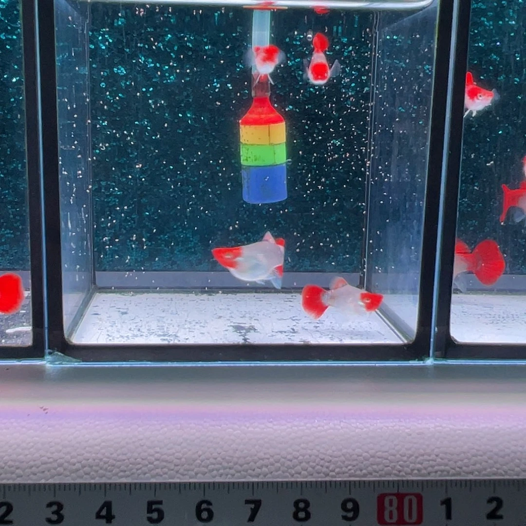 孔雀鱼深海蓝贵族球2对