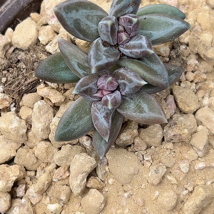 雪戴利系列美人特价多肉