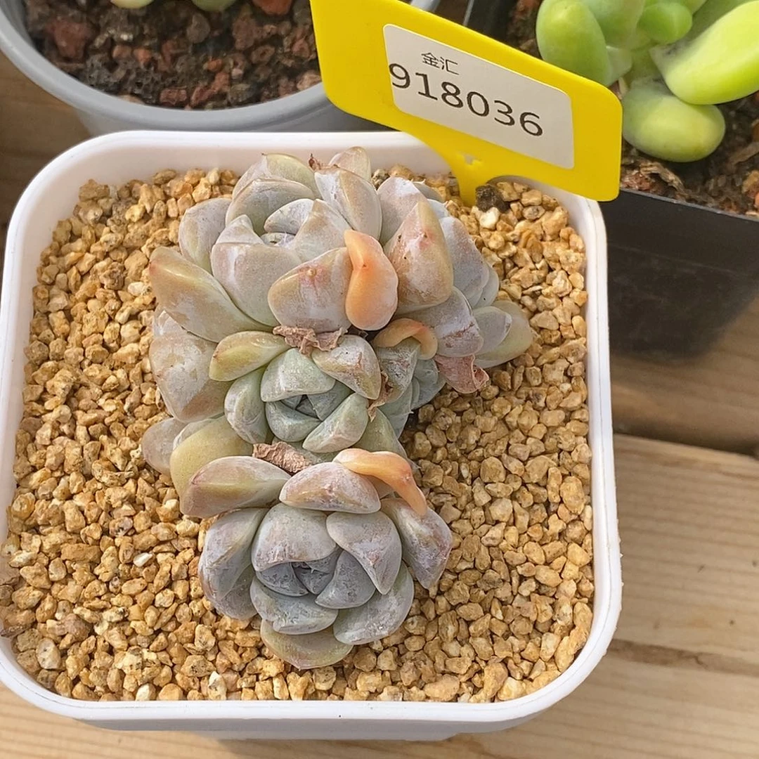 S****1金汇园艺，918036汉堡