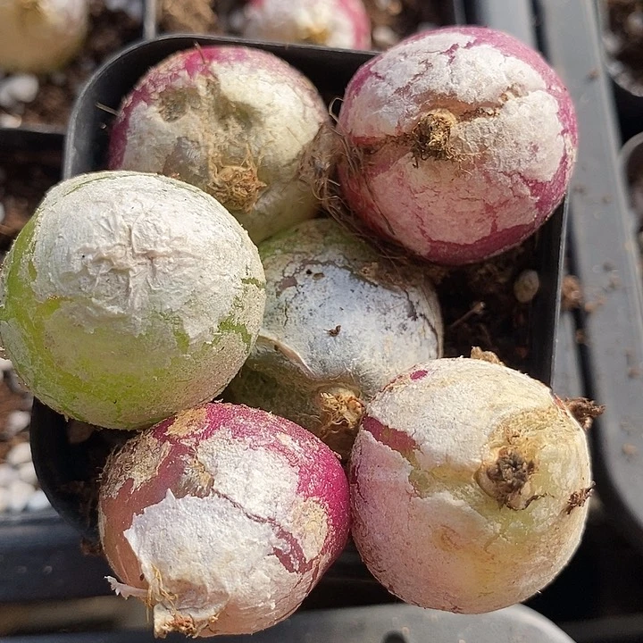 29546一组大灯有伤