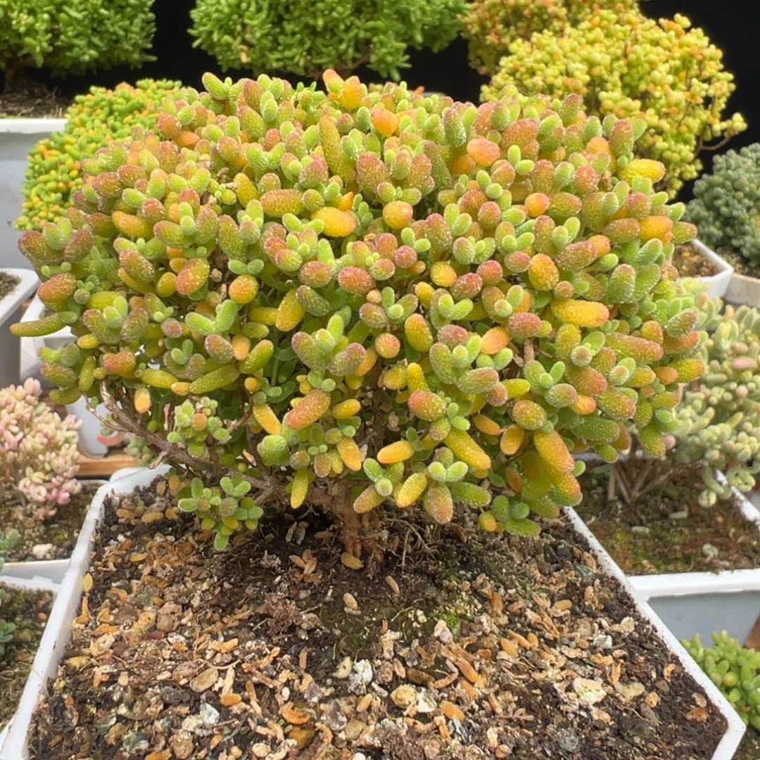 D7760蜜桔糖球枝干