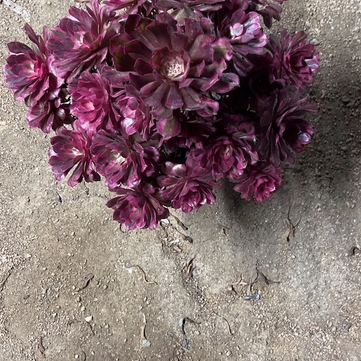 多肉植物红铜壶超白锦…………