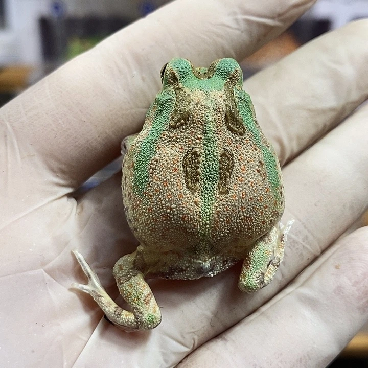 角蛙343号微蓝波子角蛙