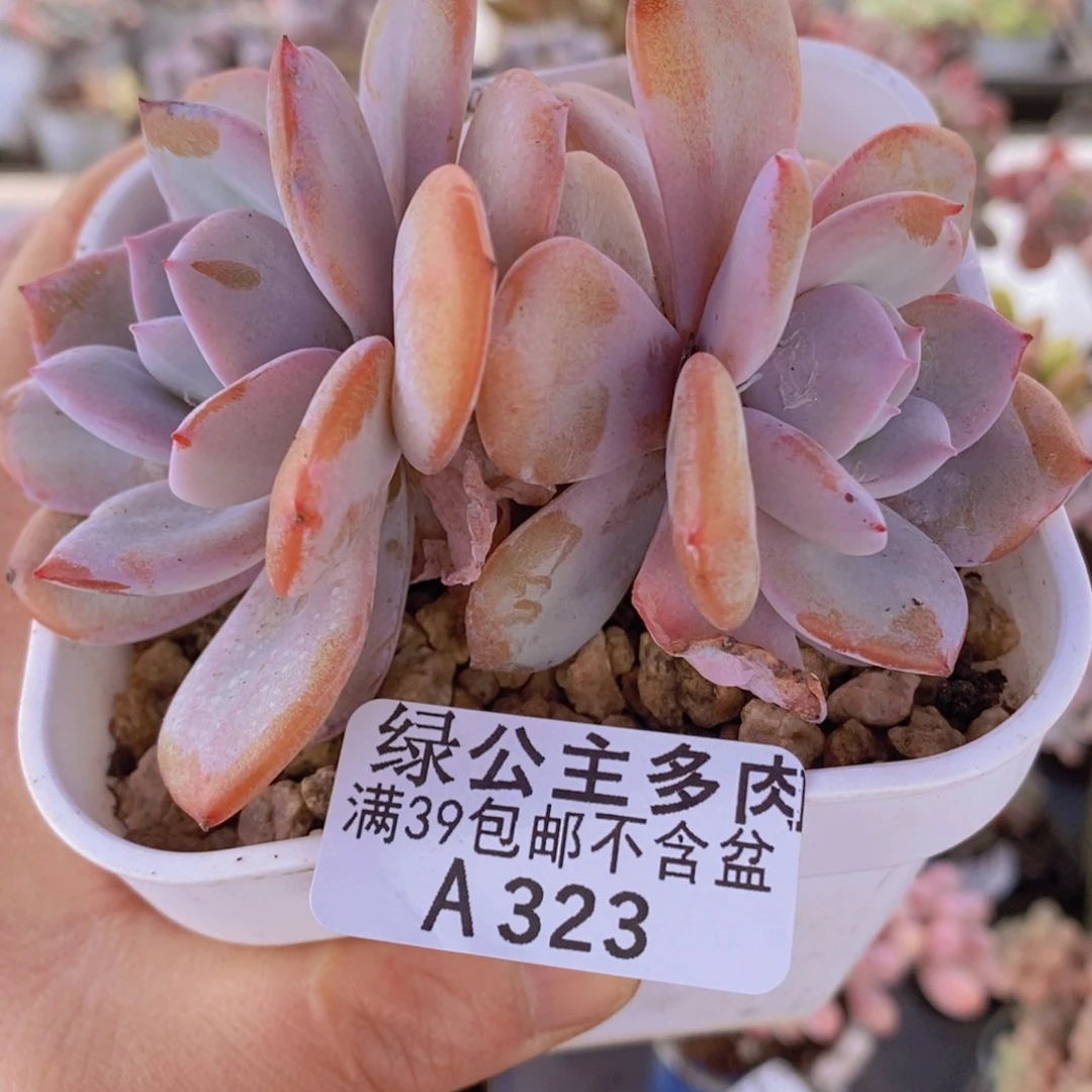 奶茶7cm323多肉植物