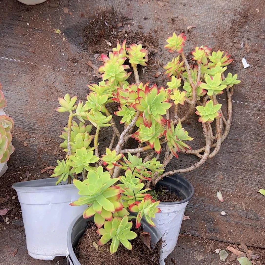 薄化妆带红边精品三盆造型