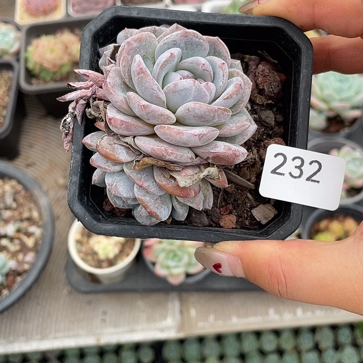 232。  石榴籽。